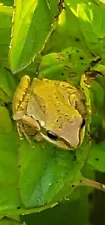 12 Tadpoles Chorus Tree Frog Tadpoles For Pond, Terrarium, Classroom