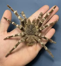 Tarantula Specimen Large Size From Brazil Arachnid Spider Arachnidae Vintage!