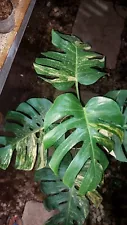 Monstera Aurea Marmorata Big Size - Aroid Variegated - Plant Gift