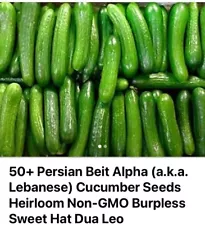 Beit Alpha Burpless Hybrid Cucumber Seeds, 50 Seeds Per Packet, Hat dua leo