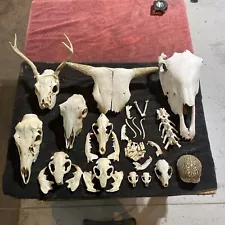 Real Horse deer Coyote Coon beavers cow sheep skulls novelty craft bones