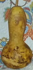 Dried GOURD W/Seeds , Cleaned, Bleached 14 1/4" circumference x 9 1/2"Tall