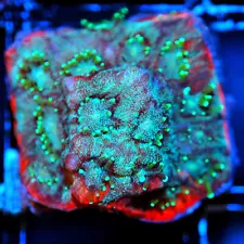 CORALS OF EDEN ~ Redline Favia Coral Frag - Live Coral for Sale - LPS -SPS