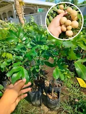 Grafted Longan Puangray fruit tree