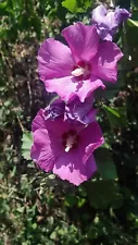 blue rose of sharon tree for sale