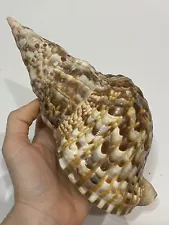 REAL Giant Triton Seashell 8”