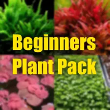 Aquarium Plant Beginners pack easy aquarium plants for beginners.