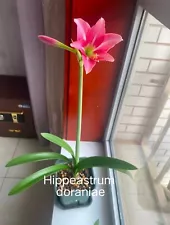 hippeastrum bulbs for sale