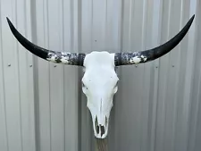 LONGHORN STEER SKULL 34” Inch WIDE POLISHED BULL HORN MOUNTED COW HEAD