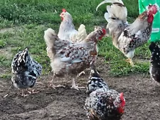 12 SWEDISH FLOWER HENS HATCHING EGGS - IMPORTANT SHIPPING UPDATE ON LISTING!