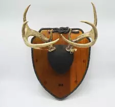 Mancave Garage Decor Whitetail Deer Antlers 8 Point Mount