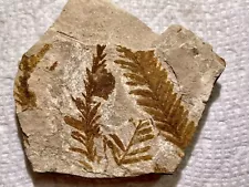 Fossil Dawn Redwood: Metasequoia, Eocene, McAbee Fossil Beds, BC Canada