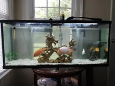 55 gallon fish tank