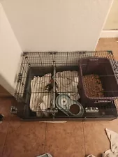 ferret and cage for sale