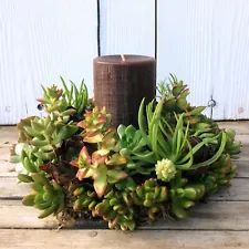 14" Living Succulent Table Wreath - Handmade to Order - Christmas Holiday Décor
