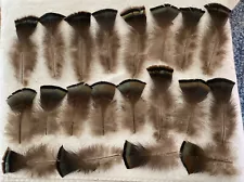 20 pieces of natural wild Turkey Bronze Flat Feathers for fly tying or crafts