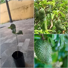 Annona muricata Soursop Rare Live Plant