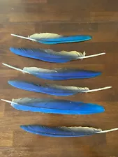 macaw parrot feathers