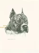 #186 AM STAFF PIT BULL TERRIER dog art print * Pen & ink drawing by Jan Jellins