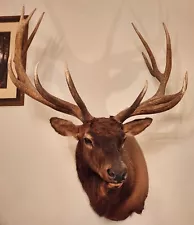 Elk - North American; Mammal - Big Game; Mount - Shoulder; Antlers - 13 point