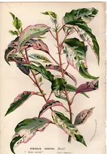 1865 van Houtte Antique botanical print: Hibiscus Cooperii leaves, plant