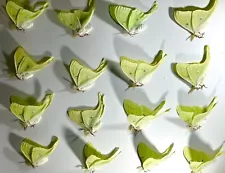 Luna Moth Specimens A1 Ex Pupae Taxidermy