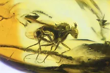 Prehistoric Insect Trapped in Amber Millions of Years Old