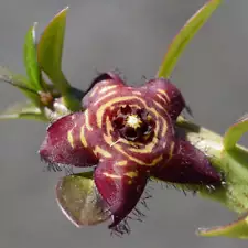 Caralluma europaea var. europaea (Lampedusa clone) - -