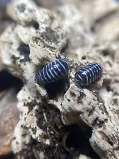 12+ Ct. Black Zebra Isopods for sale (Armadillidium Maculatum) | SALE