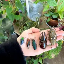 REAL BEETLE MIX! Assortment of 5 tropical beetles from Thailand, Indonesia, Peru