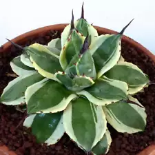 Agave parryi var huachucensis VARIEGATED 4-8cm - -