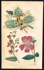 Scarlet Monkey Orchid Flower, S.Oculata Hand-Colored Antique Engraving - 1837