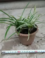 2 Types Of Orchid Seedlings