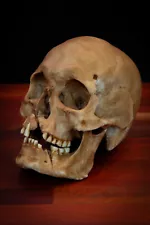 Viking Skull - life sized - super detailed Quality Piece - FREE shipping.