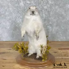 #27180 WC* | Albino Prairie Dog Life-Size Mount For Sale