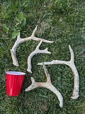 4 Whitetail Deer Shed Antlers Horns Elk Dog Chew Toys Euro Mount Taxidermy