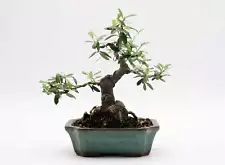 Wired European Olive Bonsai