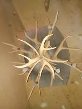 Large seven Light Deer Antler Chandelier Diameter