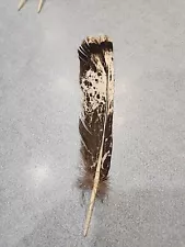 AS26 Real Hybrid Turkey Tail Feather Used As Faux Eagle