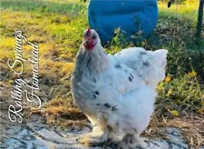 12+ð¥PURE Giant Cochin RARE COLORS Hatching Eggs Large Fowl ð¥ð¥SALE