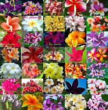 Plumeria / Frangipani / Seeds/Flowers/Mixed 200 Seeds Rare!!