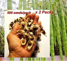 2x500 Seed Organic Dried Moringa Oleifera Seeds Herbal Natural Health Skin Hair