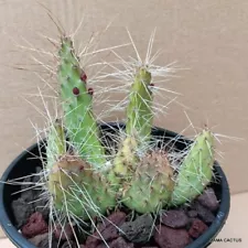 D1640 OPUNTIA SP. pot 16 cm H 13 cm W 12 cm MaMa Cactus