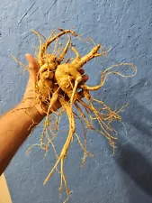 New Listing1-2024 wild ginseng root from a 65 - 70-year plant - dry weight 5 oz.