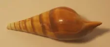 Lovely SEA SNAIL Seashell EXCELLENT Condition!!!