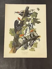 Audubon Birds of America Havell Pileated Woodpecker 11.5" x 15" Antique Print