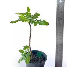 Boswellia sacra (From seed & Root cutting) for sale by Little One Plant Nursery