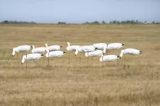 GHG Pro-Grade Sock Snow Goose Decoys with Heads