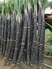 1 Pack 150 Black Sugar Cane Seeds Sugarcane Organic Saccharum