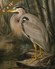 Heritage of Nature: Vintage Louisiana Heron Print from Audubon's Bird 8x10 Print